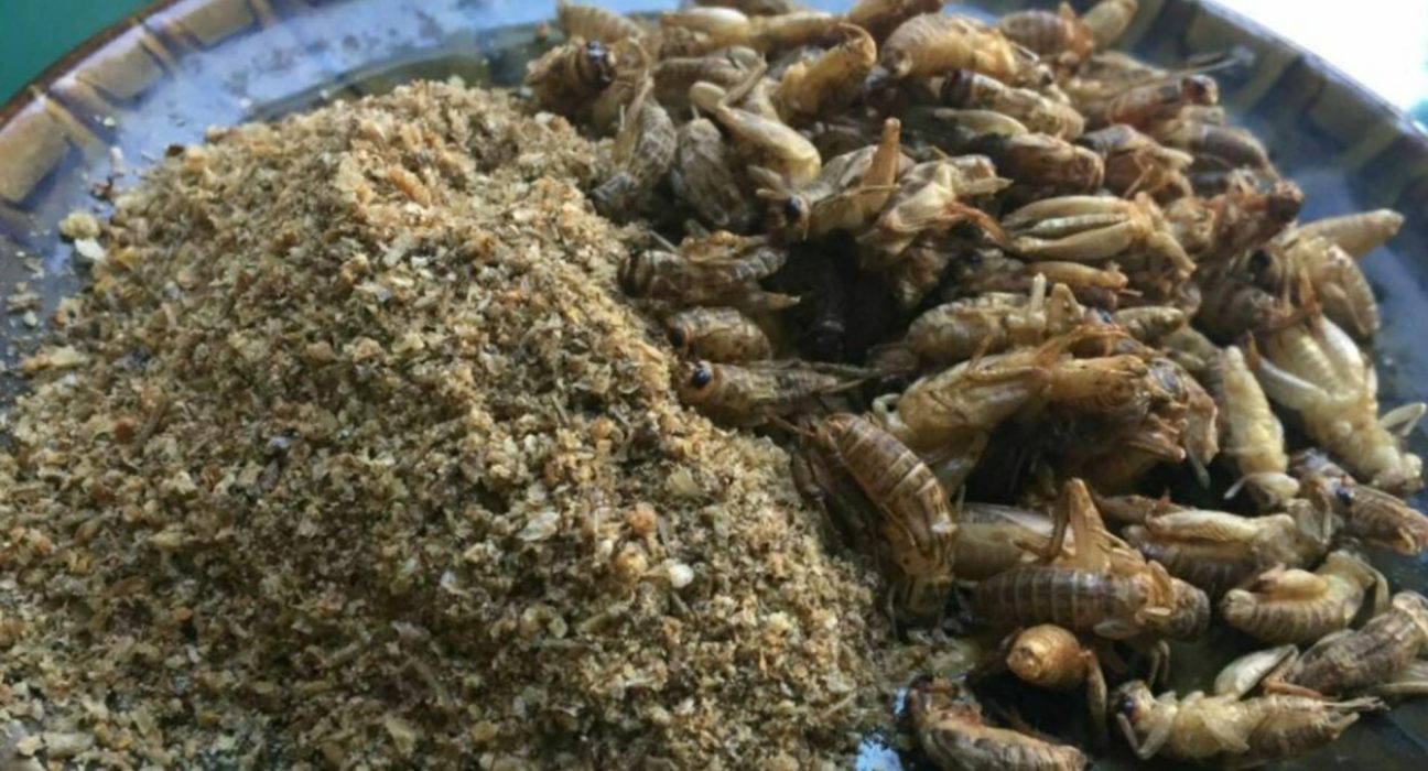 Greierii ultimii pe lista de ingrediente impuse romanilor