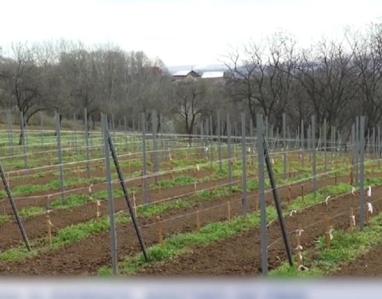 Scumpiri de pana la 100 Frigul a afectat fructele